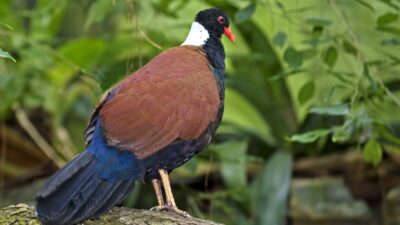 Por primera vez en 140 años, avistan en Papúa Nueva Guinea espécimen de paloma faisán de cuello negro