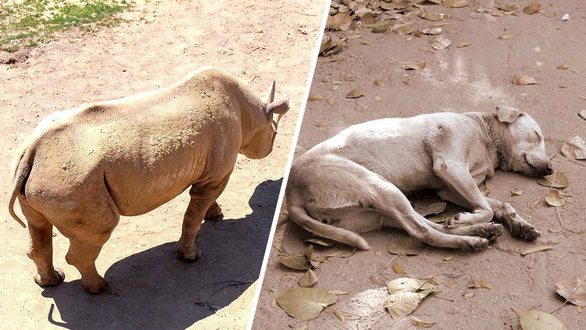 Rinoceronte despierta a perro y lo espanta; video se viraliza