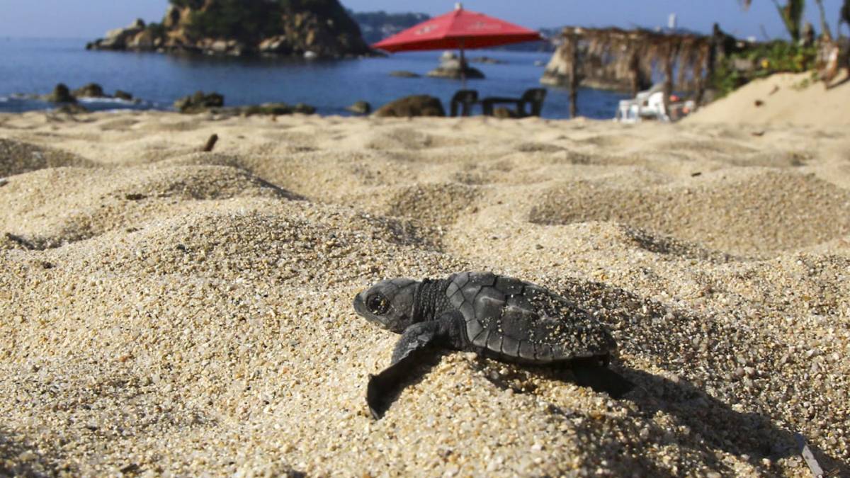 Liberan más 2 mil 500 tortugas de la especie golfina en el Tortufest 2022 en Tonalá, Chiapas