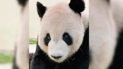 Muere Tuan Tuan, oso panda que acerco a China y Taiwán