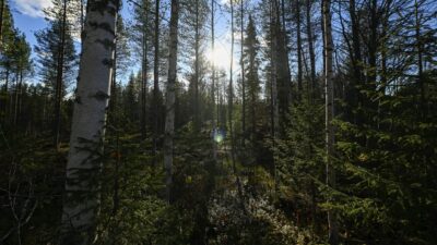 Calentamiento global propaga plaga de insectos y pone en riesgo los bosques boreales de Finlandia