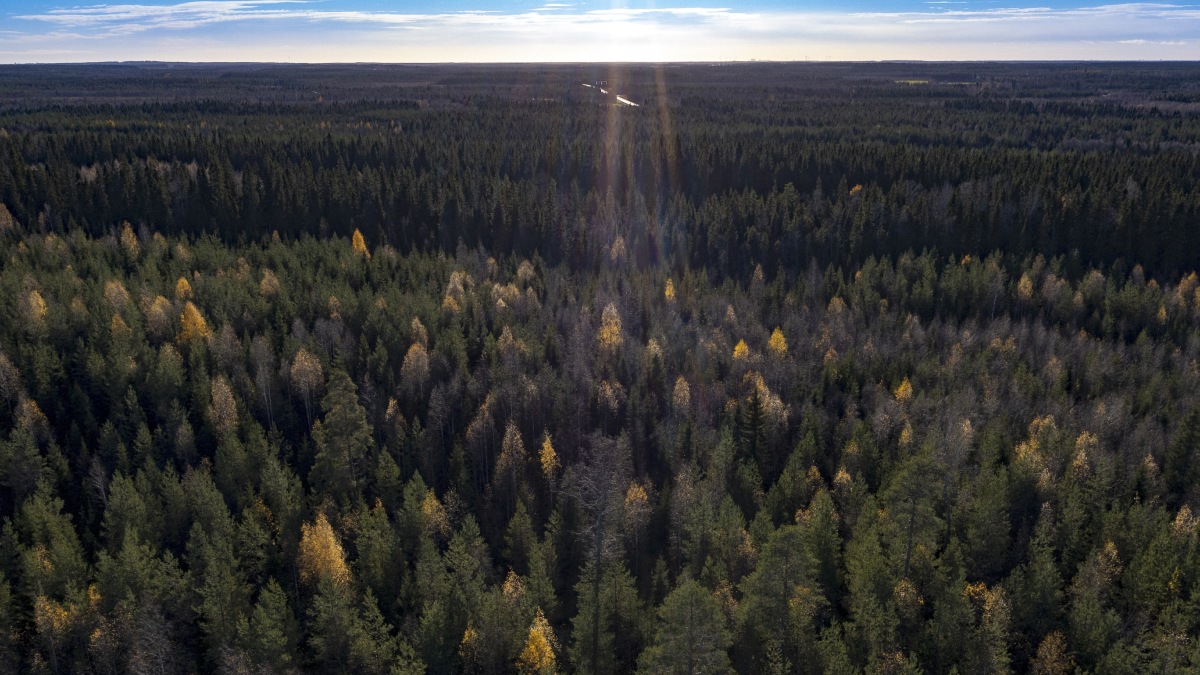 Calentamiento global propaga plaga de insectos en Finlandia