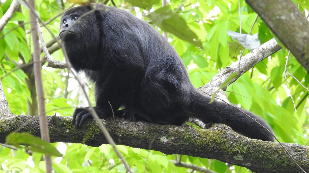 Chiapas: Lanzan Visor de Fauna en las Áreas Naturales Protegidas