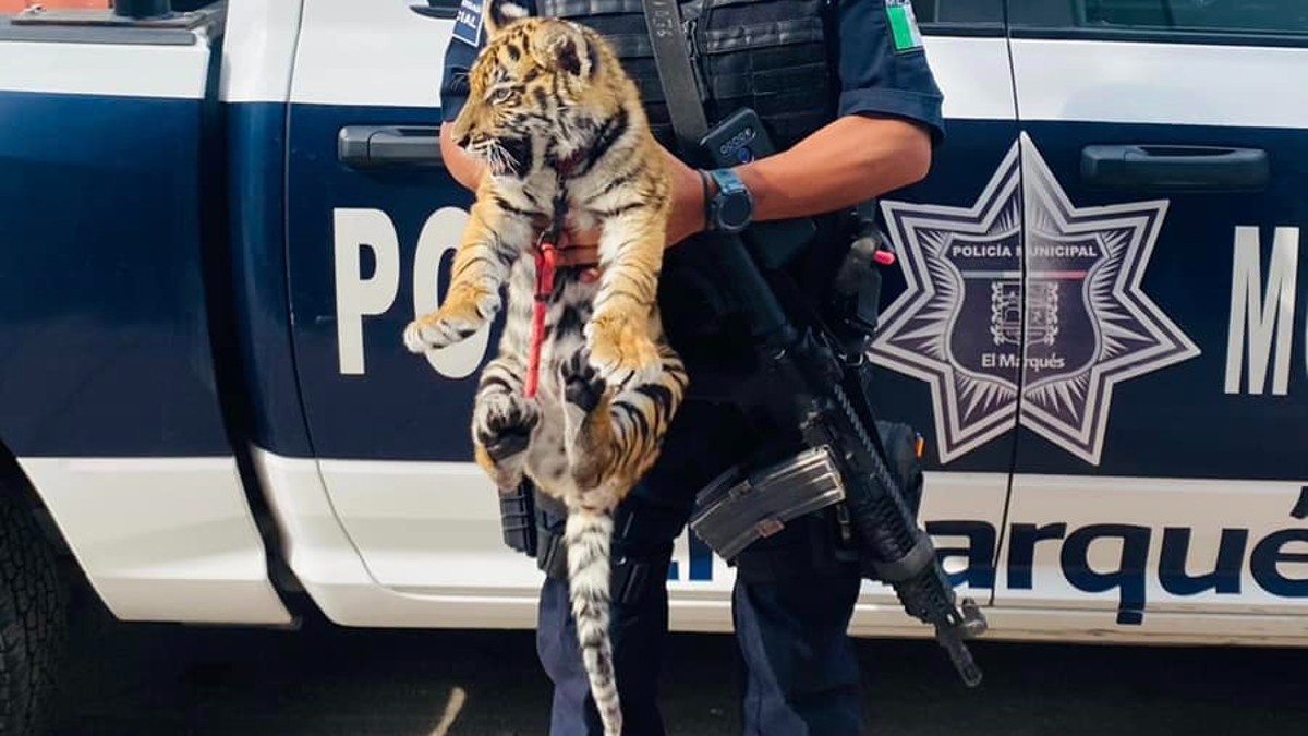 En El Marqués, Querétaro, cae pareja con un cachorro de tigre y armas