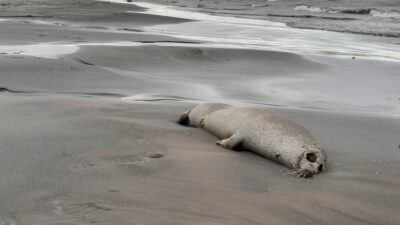 Rusia: encuentran 2 mil 500 focas muertas en mar Caspio