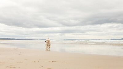El “Hachiko” de Perú; perrito espera a su dueño en la playa