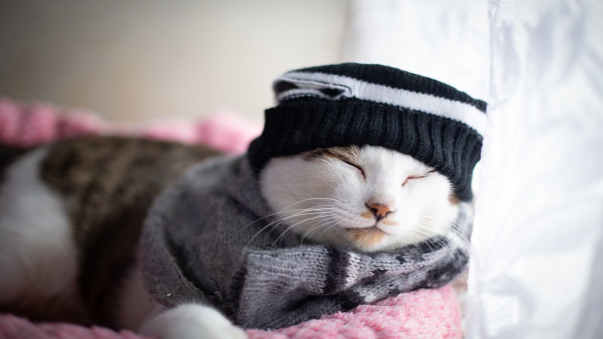 ¿Cómo cuidar a perros y gatos en época de frío?