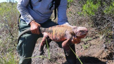 iguana rosada en Galápagos