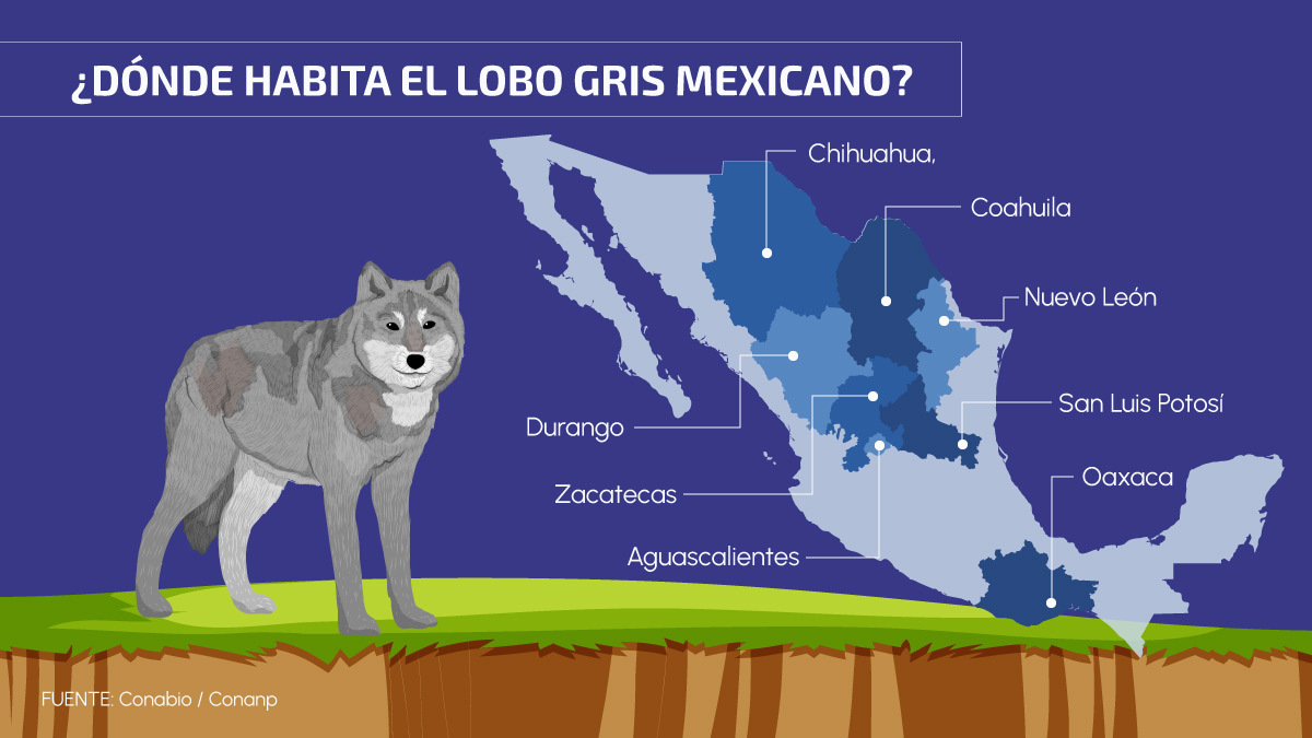 Introducir 72+ imagen donde habitan los lobos mexicanos