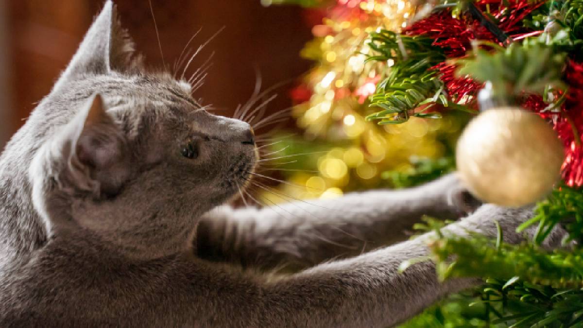 Mejor prevenir: Tips para poner el arbolito de Navidad y que tus mascotas no lo destrocen