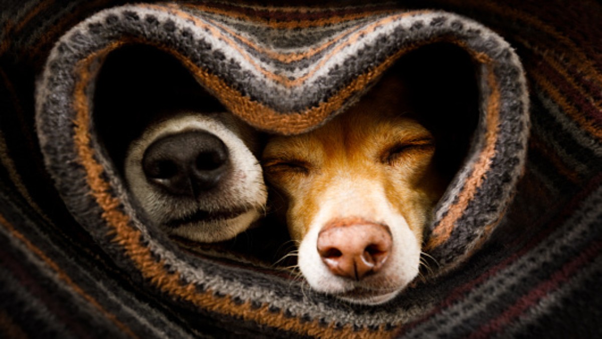 ¿Cómo cuidar a perros y gatos en época de frío?