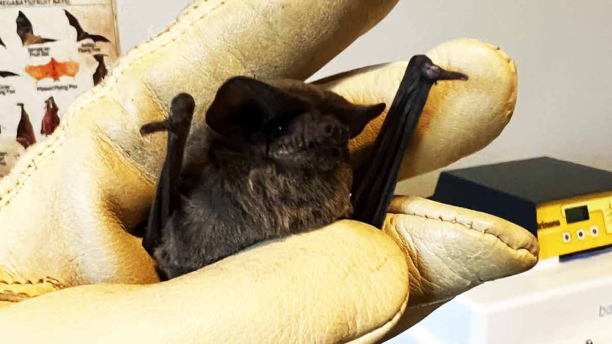 Rescued Bats