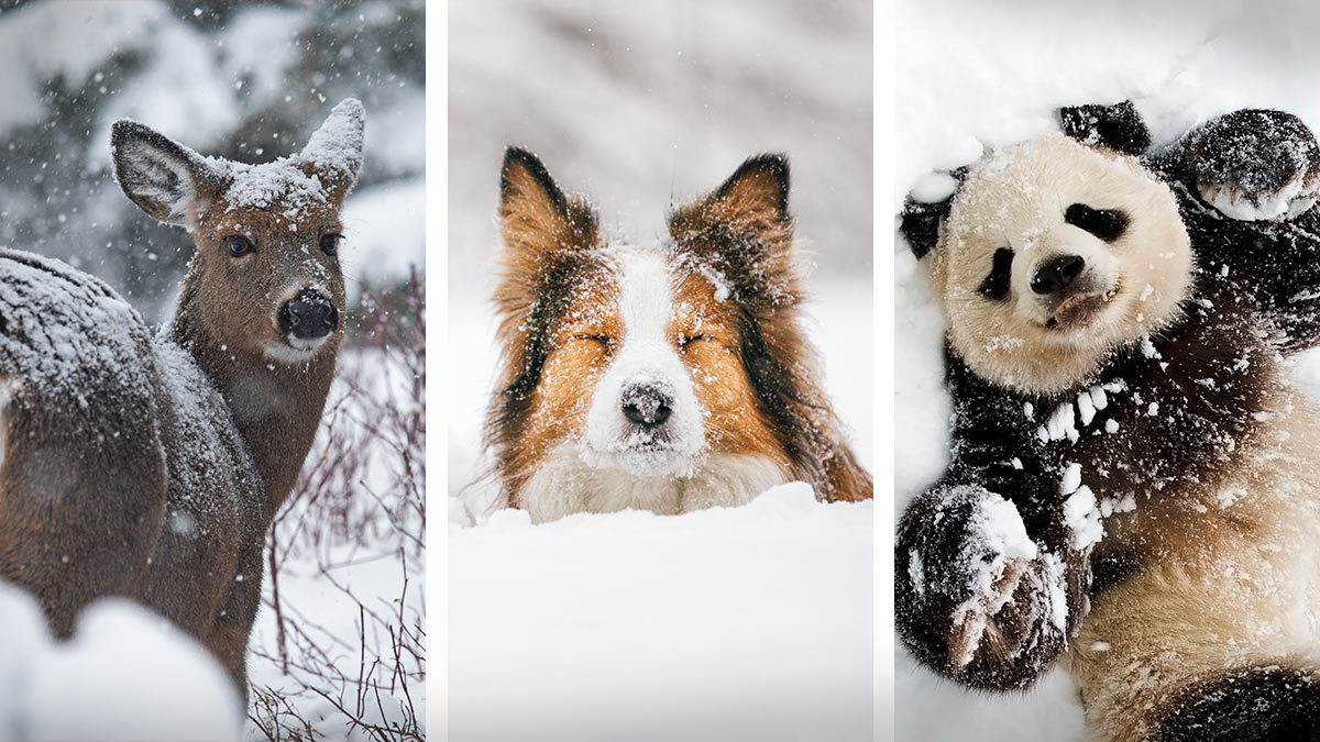 video: un perrito, osos panda y ciervos se divierten entre la nieve