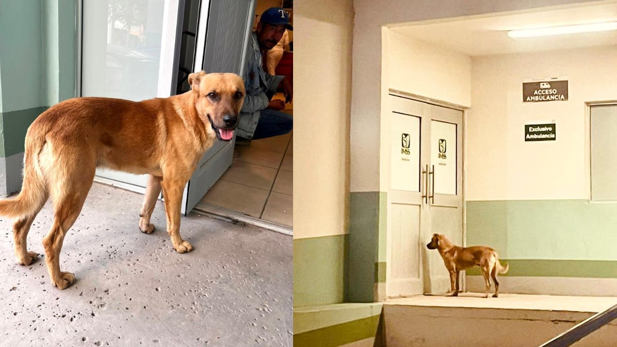 Sonora: “Palomo”, perrito ayuda a encontrar a su amo desaparecido en Moctezuma