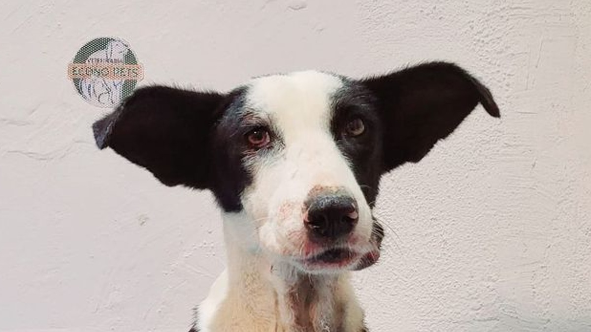 Sonora: Zorrillo, el perrito que fue arrastrado por camioneta en Empalme