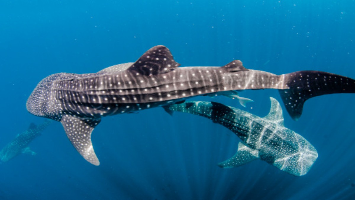 tiburones ballena