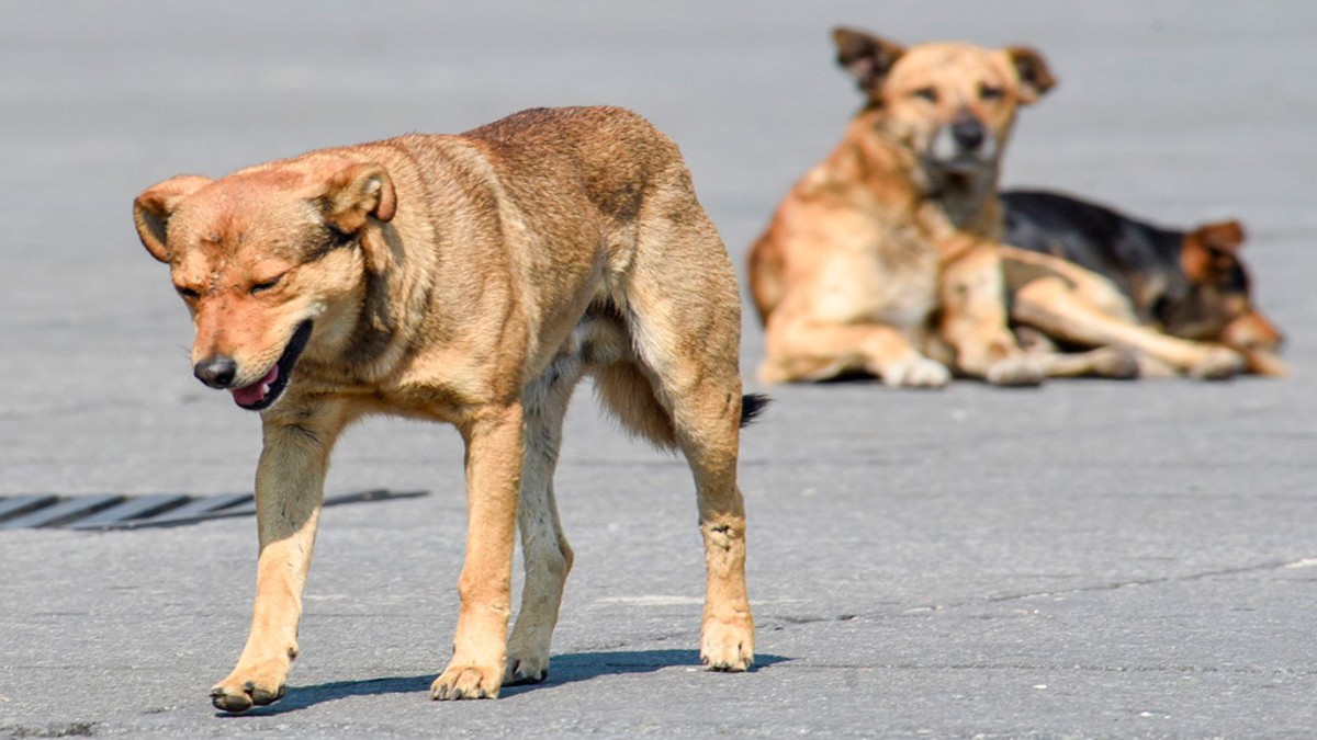 ¿Qué es la “tos de las perreras” y por qué es una amenaza para las mascotas?