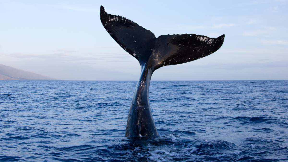 ballena atrapada en red de pesca en Zihuatanejo, Guerrero