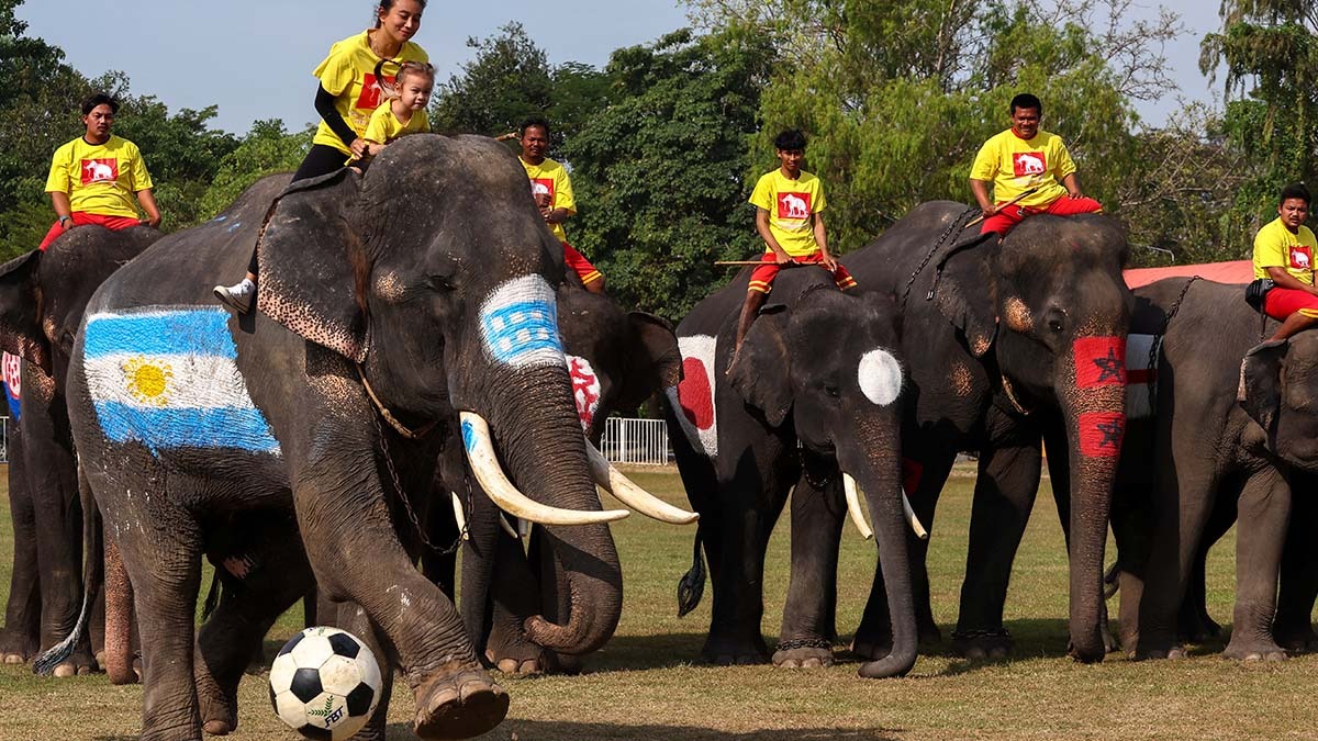 elefantes juegan futbol