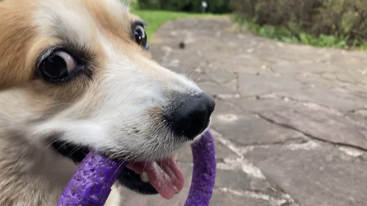 Uno TV te ofrece 10 consejos para pasear a tu perro de manera que sea una experiencia agradable para ambos.