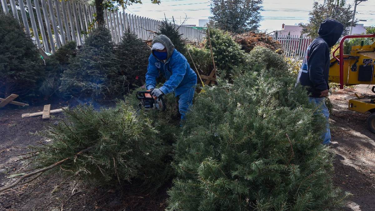 Lo mejor para los árboles de Navidad que ya cumplieron su función, es convertirse en composta