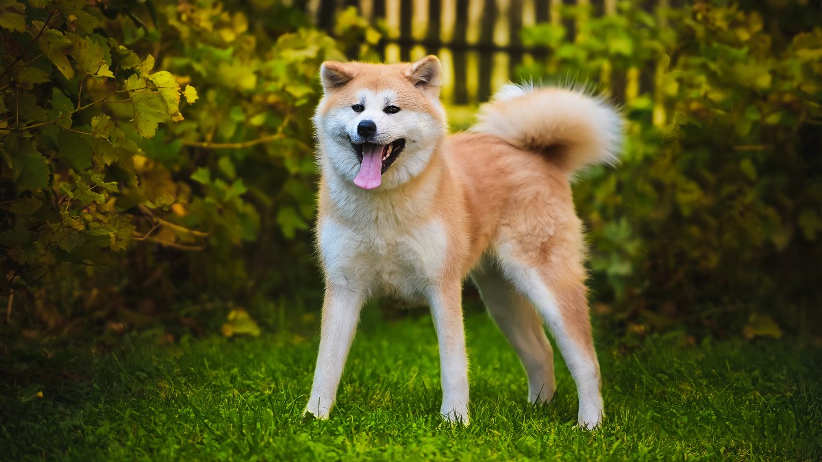 Akita Inu