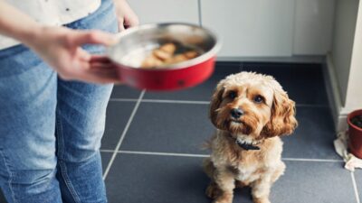 Mascotas: ¿Cuántas veces al día debes alimentar a tu perro?