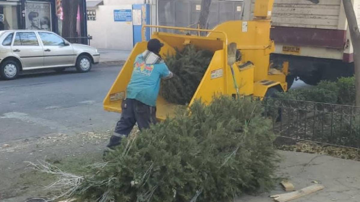 ¿No sabes qué hacer con tu árbol de Navidad natural? Recíclalo en centros de acopio en CDMX