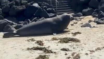 Australia: foca gigante sorprende a habitantes de Point Lonsdale