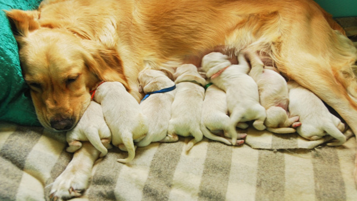 ¿Cuál es la edad ideal para separar a los cachorros de su madre?