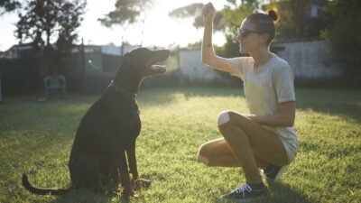 Cómo entrenar a tu perro para ayudarte en tareas diarias
