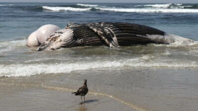 En Oaxaca, captan a ballena muerta en la playa Santa María del Mar