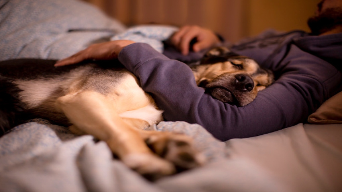 ¿Cuáles son los beneficios de dormir con las mascotas?