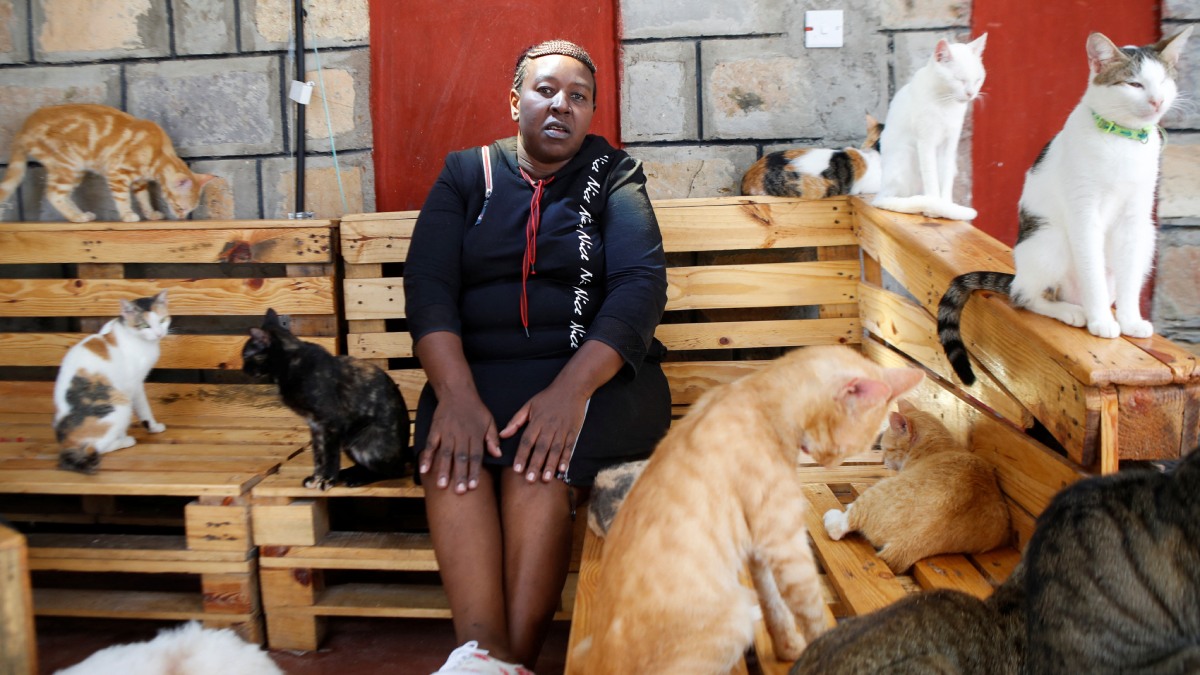 Mujer en Nairobi rescata a 600 gatos sin hogar- Uno TV
