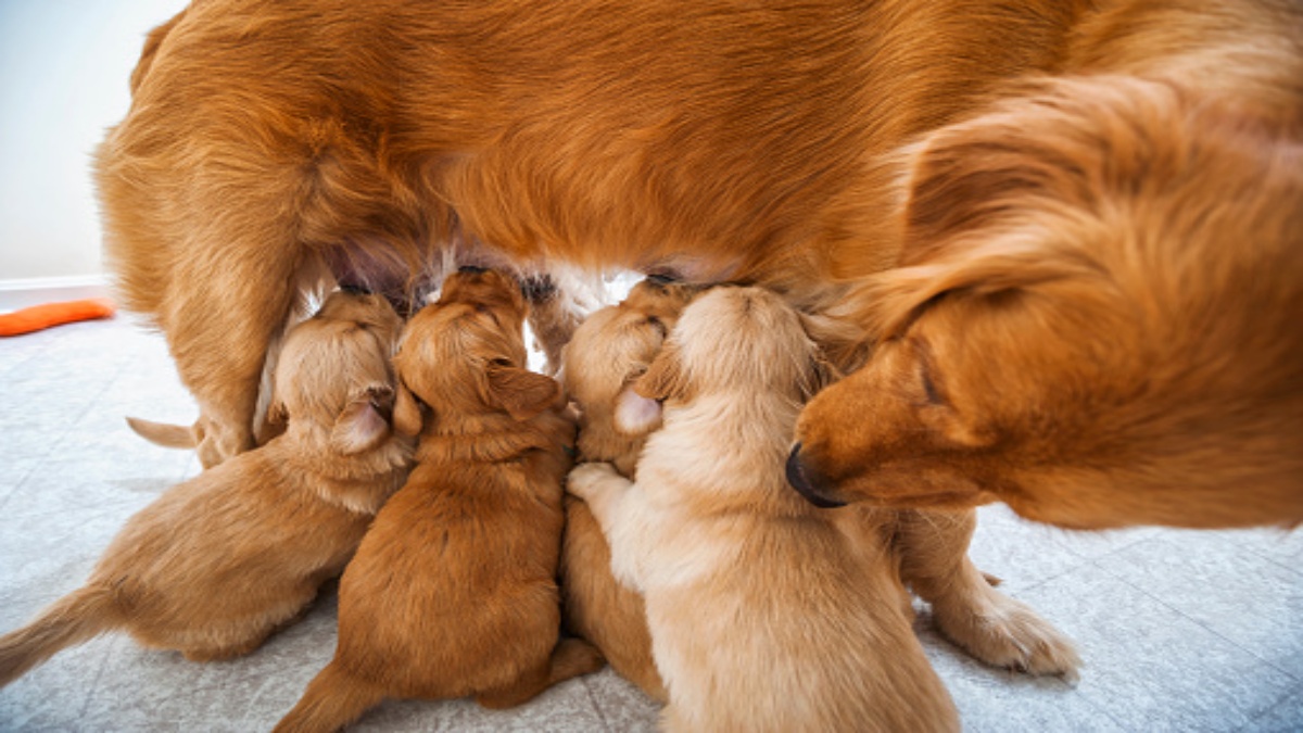 ¿Cuál es la edad ideal para separar a los cachorros de su madre?