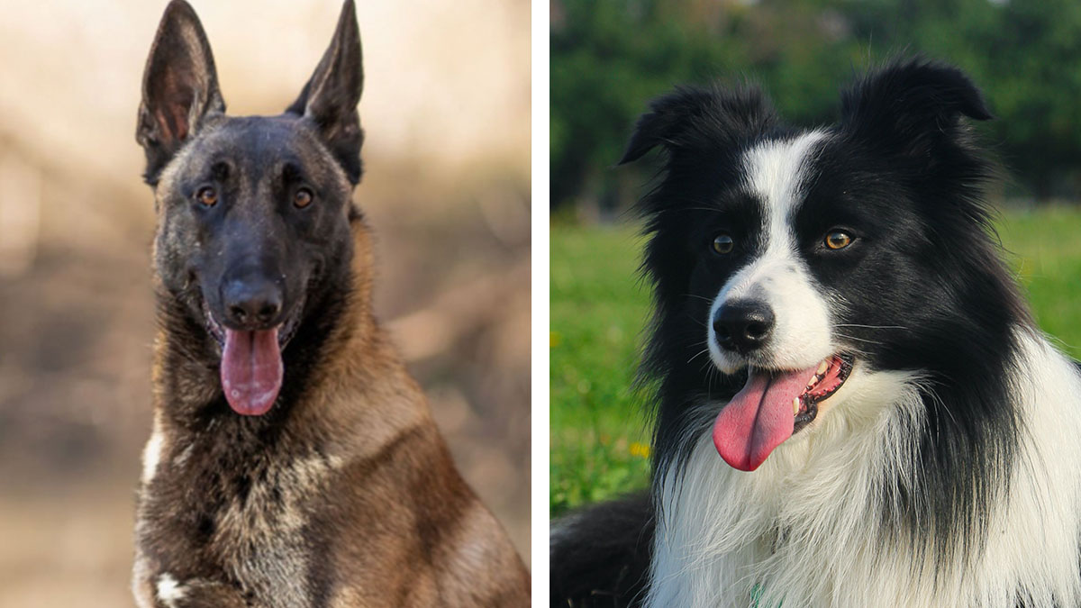 Which Is The Smartest Dog Breed According To Science?  Not Border Collie