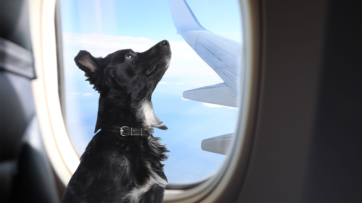 Viajes en avión con perros: ¿van en zona de carga o como pasajeros?