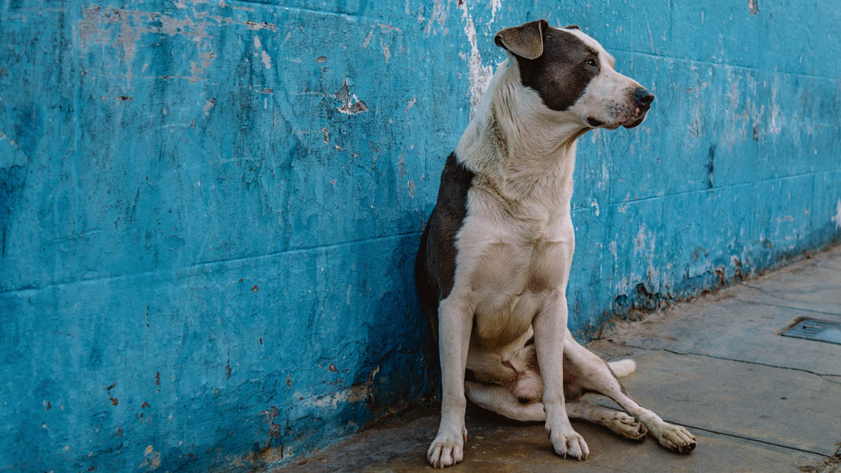 Perrito salva a su dueño de un asalto en Costa Rica, pero le disparan
