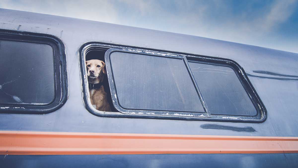 Perro viaja en autobús