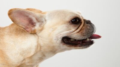 ¿Cuáles son los perros braquicéfalos y por qué los llaman así?
