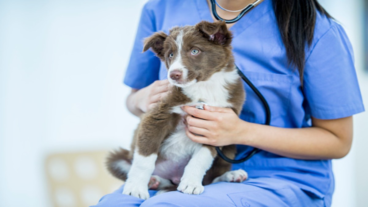 ¿Qué es la insuficiencia cardíaca en perros?