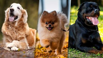 Los perros más robados; estudio revela cuáles y para qué lo hacen