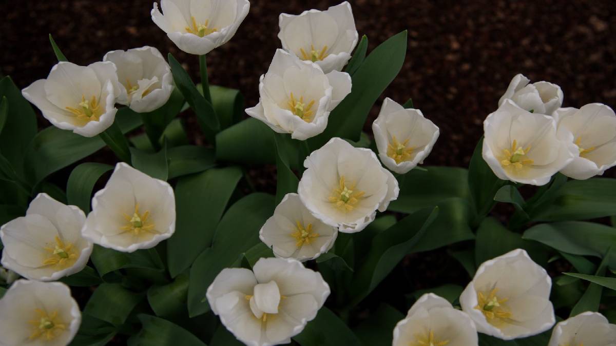 ¡Regala un bonito detalle el 14 de febrero, un tulipán sembrado en CDMX!