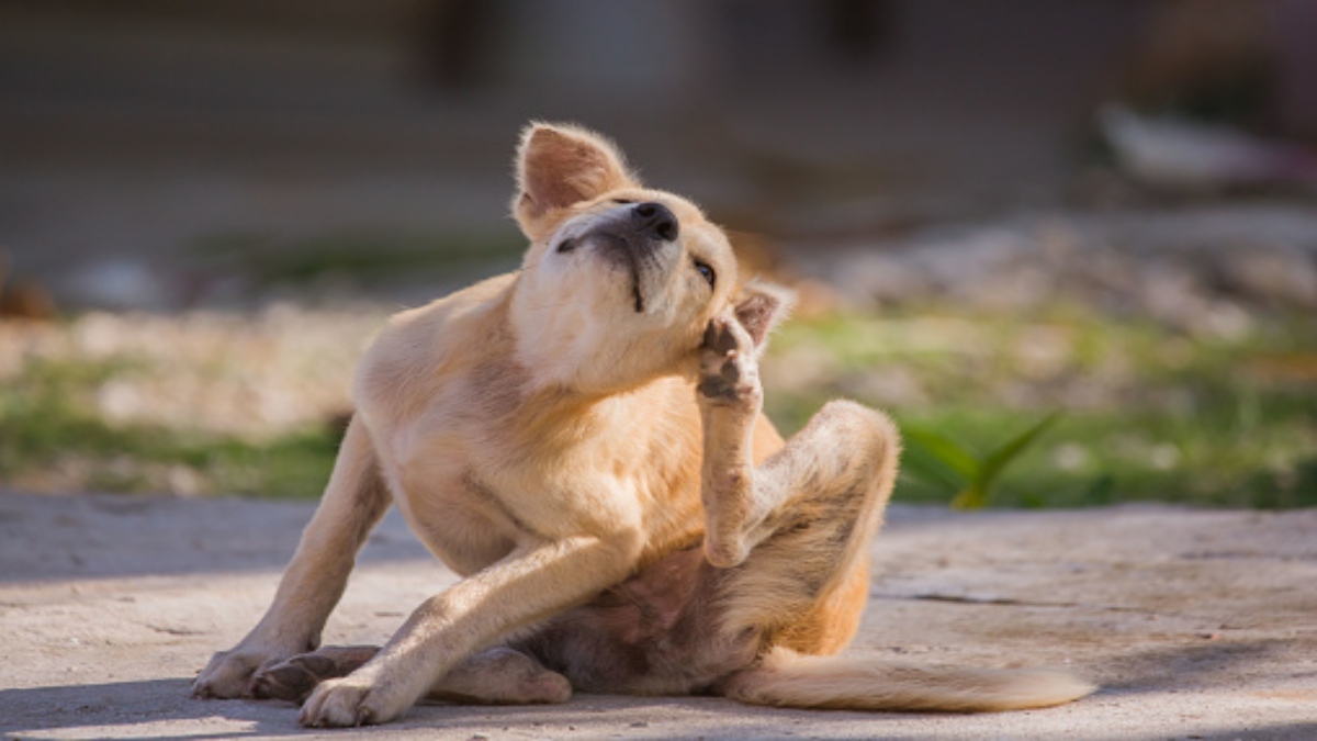 ¿Cómo eliminar las pulgas en las mascotas?