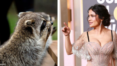 Salma Hayek es sorprendida por un mapache durante festejo