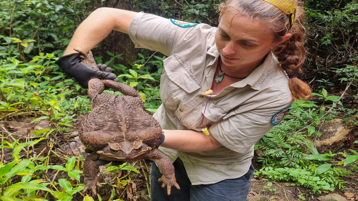 En Australia, guardaparques encuentran sapo gigante de 2.7 kilos