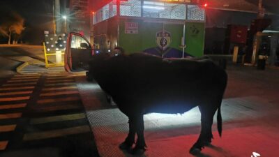 En El Marqués, Querétaro, hallan búfalo deambulando en las calles