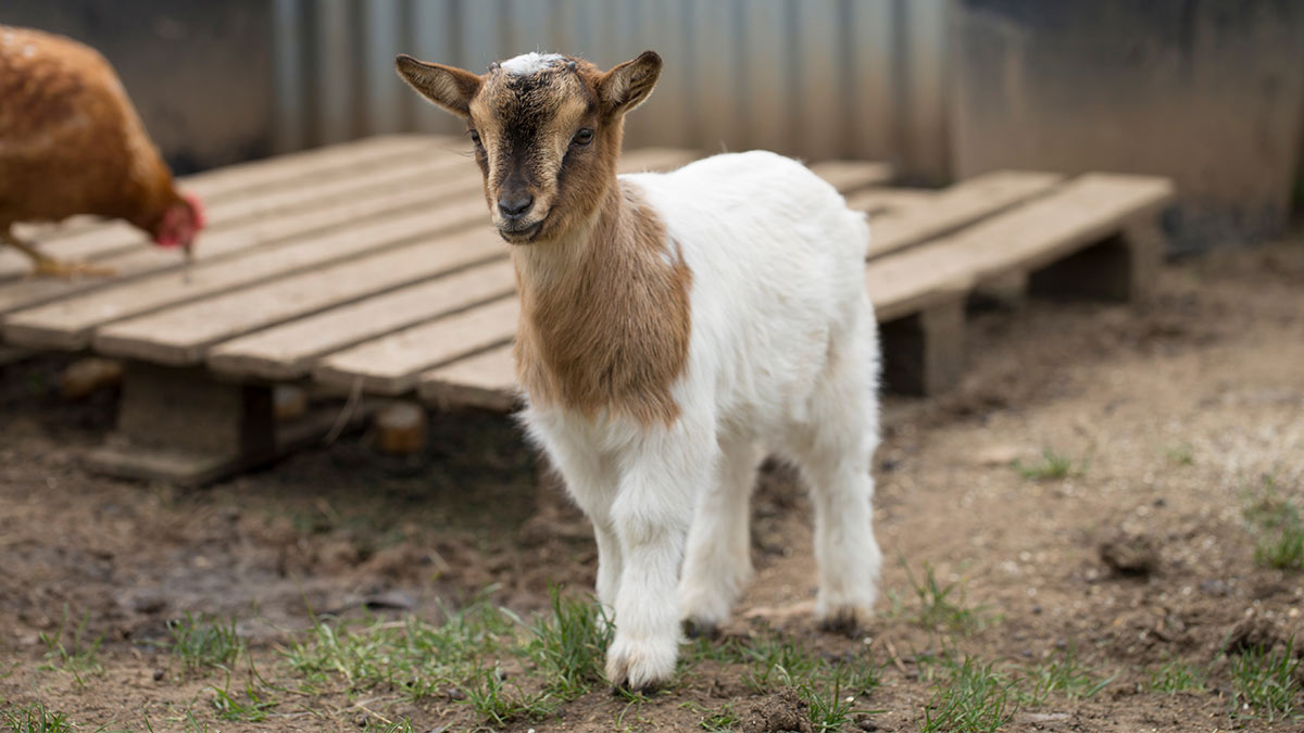 Cabras pigmeas: conoce a estos animales que pueden ser domesticados