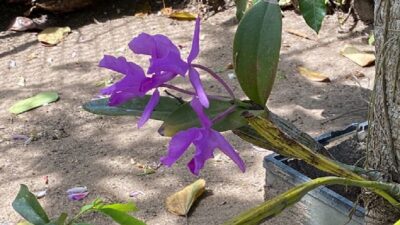 Chiapas tiene más de 700 especies de orquídeas