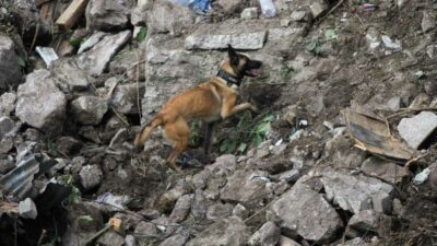 Ecko binomio canino que trabaja en rescates en Turquía celebró 7 años